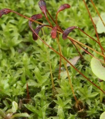 Funaria flavicans