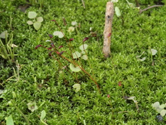 Funaria flavicans