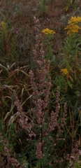Artemisia vulgaris