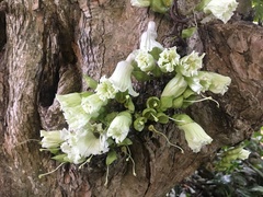 Parmentiera cereifera