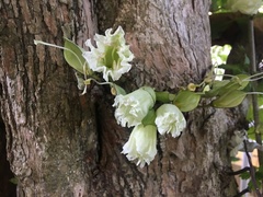 Parmentiera cereifera