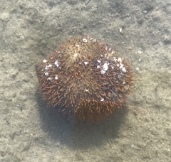 Sclerodactyla briareus