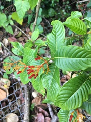 Palicourea crocea