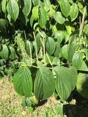 Piper hispidum