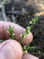 Ochrosperma lineare