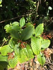 Palicourea crocea