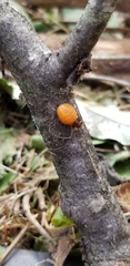 Monocesta coryli