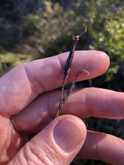 Schoenus calostachyus