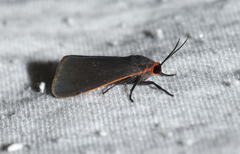 Virbia laeta