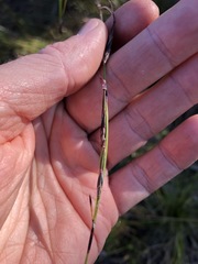 Schoenus calostachyus