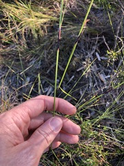 Schoenus calostachyus