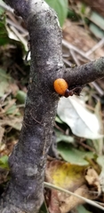 Monocesta coryli