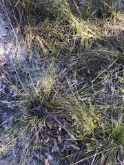 Schoenus calostachyus