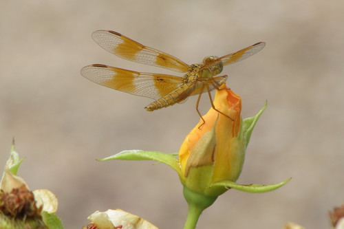 Mexican Amberwing