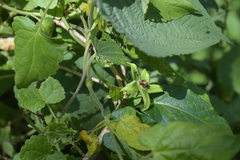 Gonolobus uniflorus