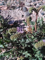 Phacelia sinuata