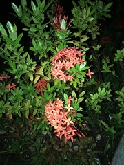 Ixora coccinea