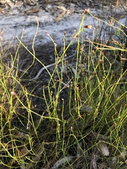 Sporadanthus interruptus