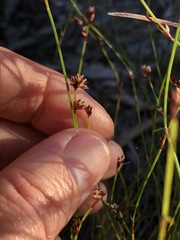 Sporadanthus interruptus