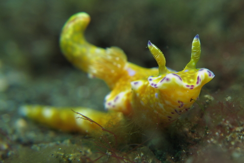 Ceratosoma tenue