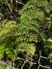 Odontosoria aculeata