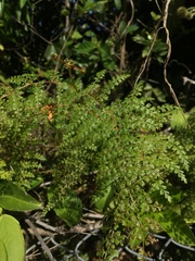 Odontosoria aculeata