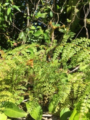 Odontosoria aculeata