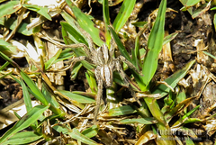 Centroctenus brevipes