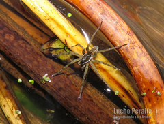 Diapontia uruguayensis