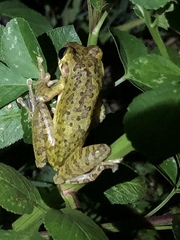 Osteopilus septentrionalis