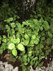 Magnoliopsida