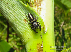 Dendryphantes mordax