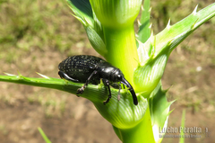 Heilipodus scabripennis