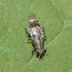 Euryneura