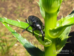 Heilipodus scabripennis