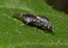 Euryneura