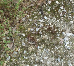 Funaria flavicans