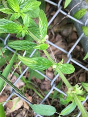 Hexasepalum sarmentosum