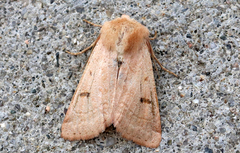 Dichagyris variabilis