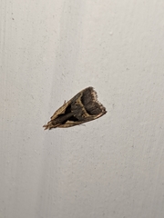 Dichomeris bilobella