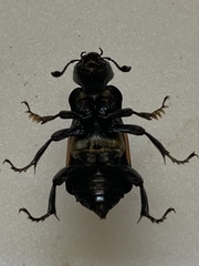 Nicrophorus defodiens