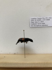Nicrophorus defodiens