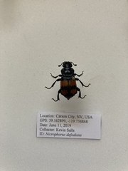 Nicrophorus defodiens