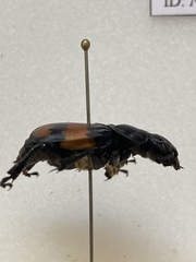 Nicrophorus defodiens