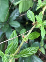 Hexasepalum sarmentosum