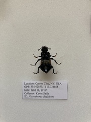Nicrophorus defodiens