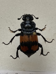 Nicrophorus defodiens