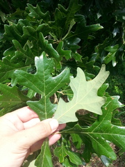 Quercus similis