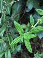 Hexasepalum sarmentosum