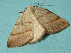 Drepanulatrix bifilata